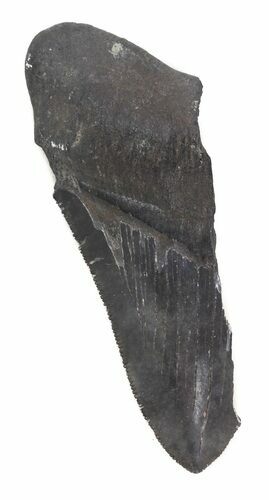 Partial, Serrated Megalodon Tooth - Georgia #48888